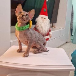 Sphynx EZ Dasha