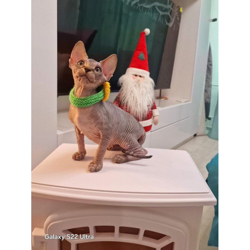 Sphynx EZ Dasha