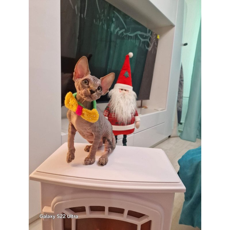 Sphynx EZ Dasha