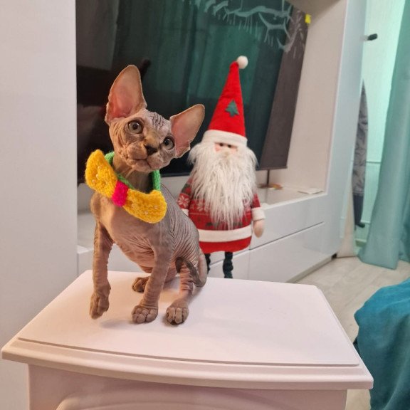 Sphynx EZ Dasha