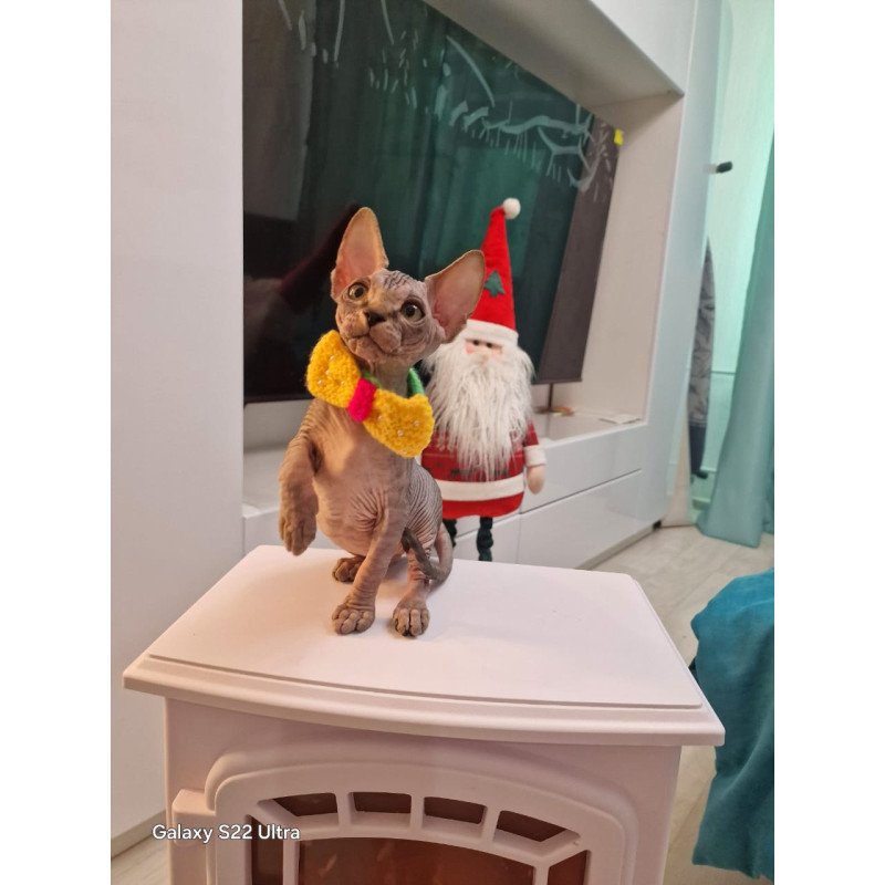 Sphynx EZ Dasha