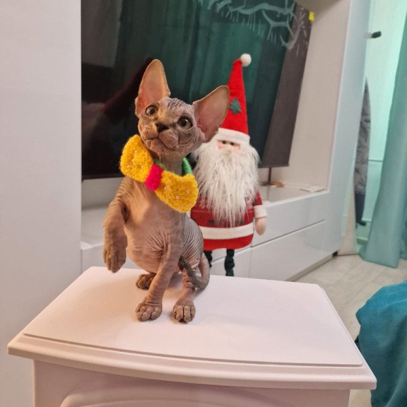 Sphynx EZ Dasha
