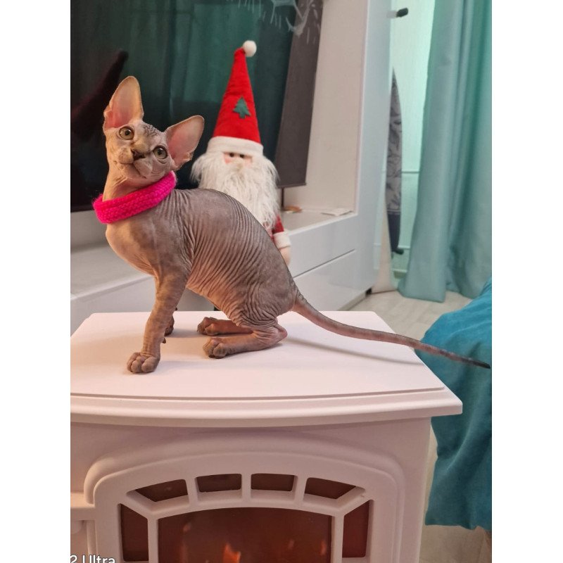 Sphynx EZ Dakota