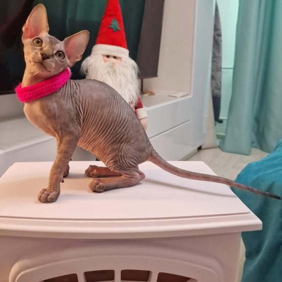 Sphynx EZ Dakota