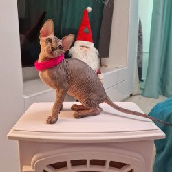 Sphynx EZ Dakota