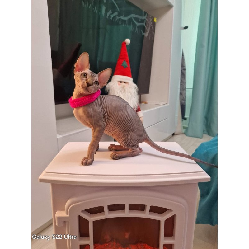 Sphynx EZ Dakota