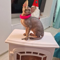 Sphynx EZ Dakota
