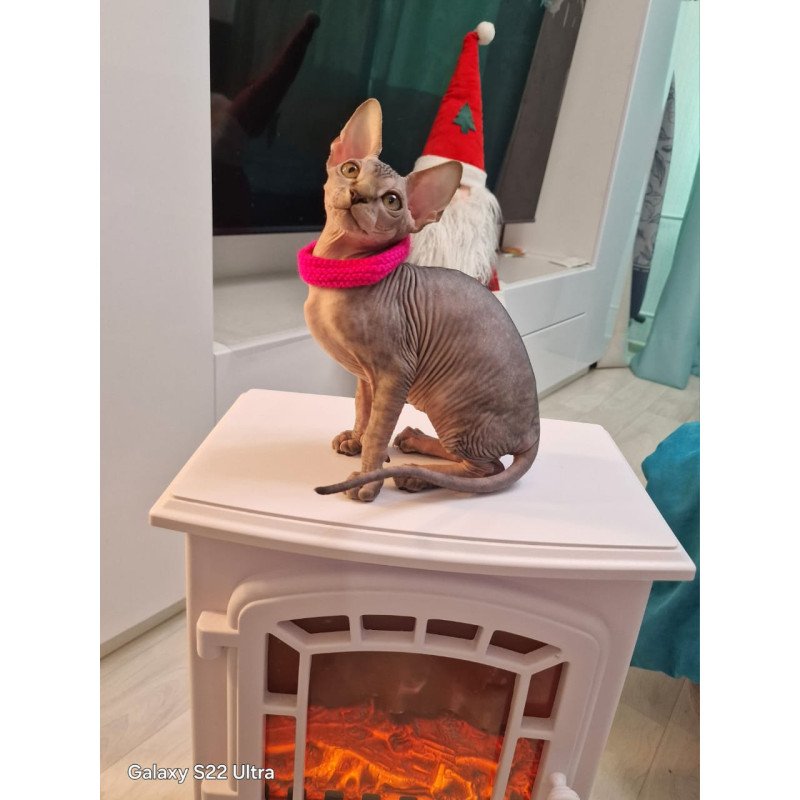 Sphynx EZ Dakota