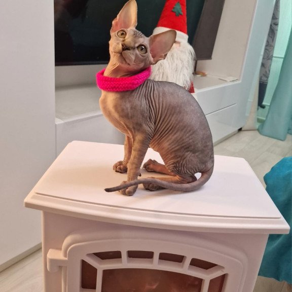 Sphynx EZ Dakota