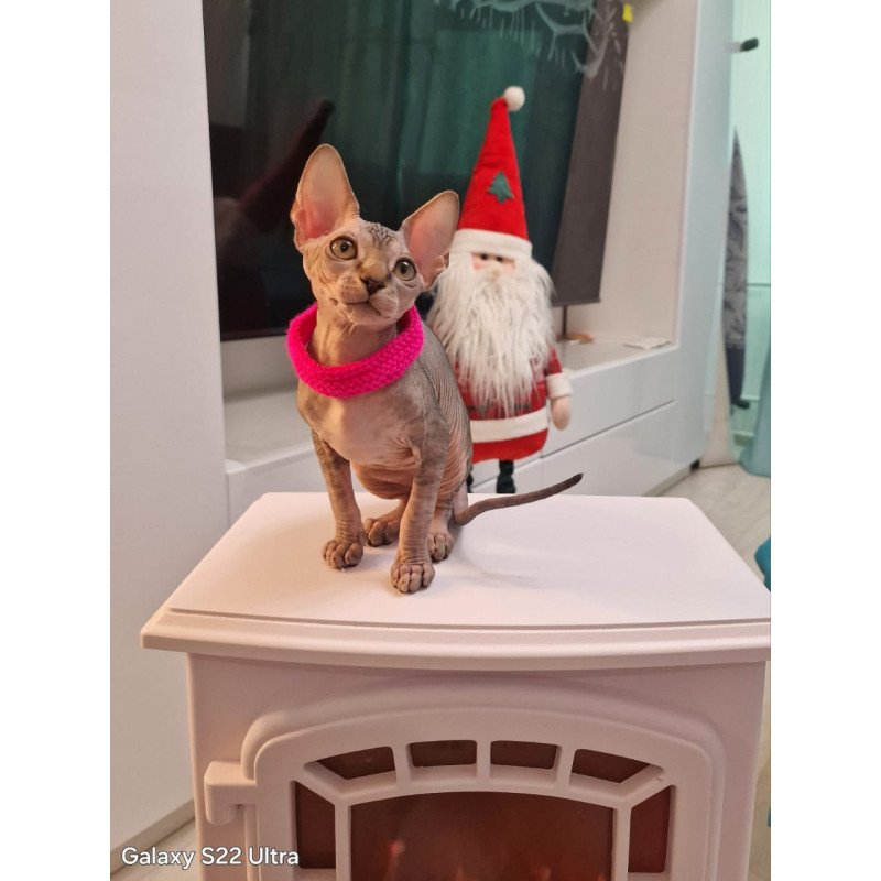 Sphynx EZ Dakota