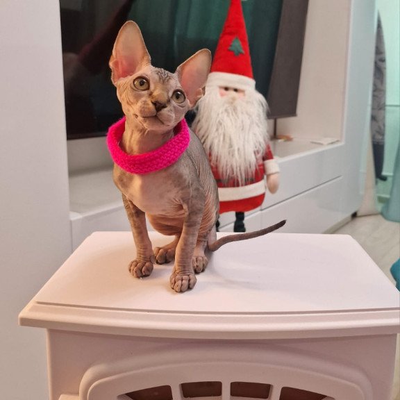 Sphynx EZ Dakota