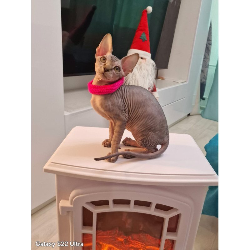 Sphynx EZ Dakota