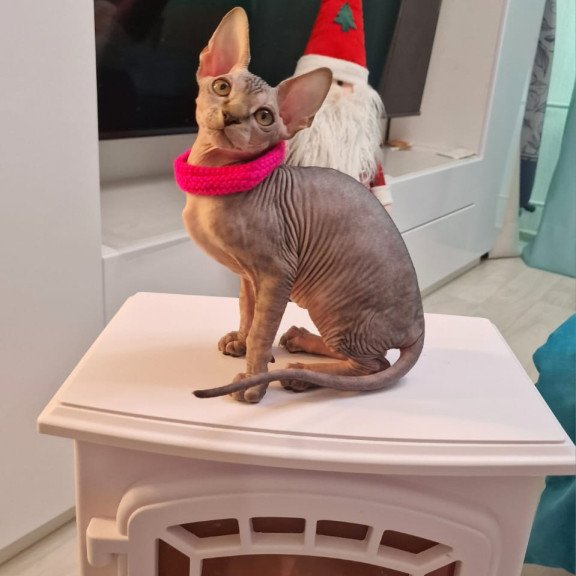 Sphynx EZ Dakota