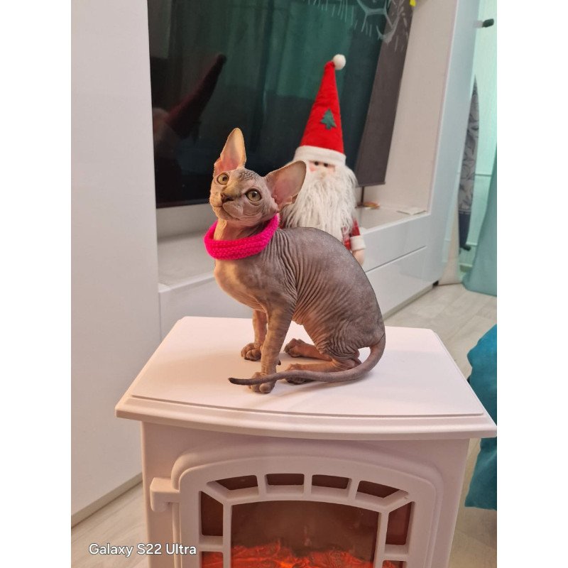 Sphynx EZ Dakota