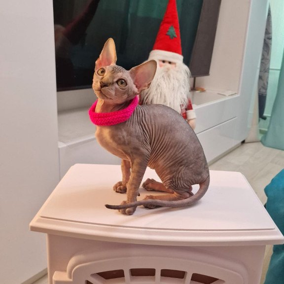 Sphynx EZ Dakota