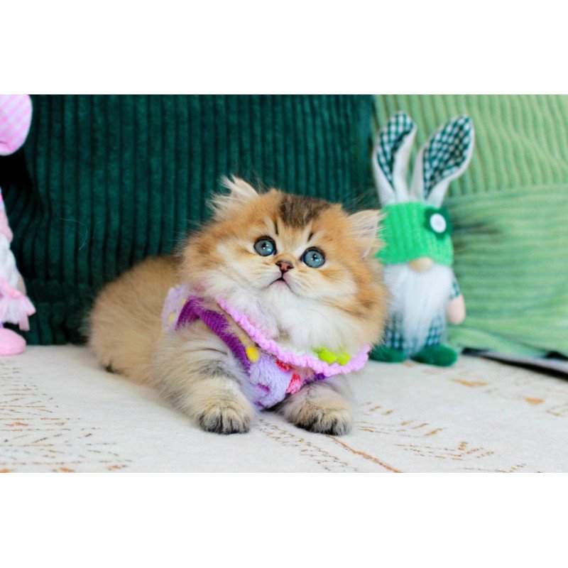 Munchkin EZ Kasper