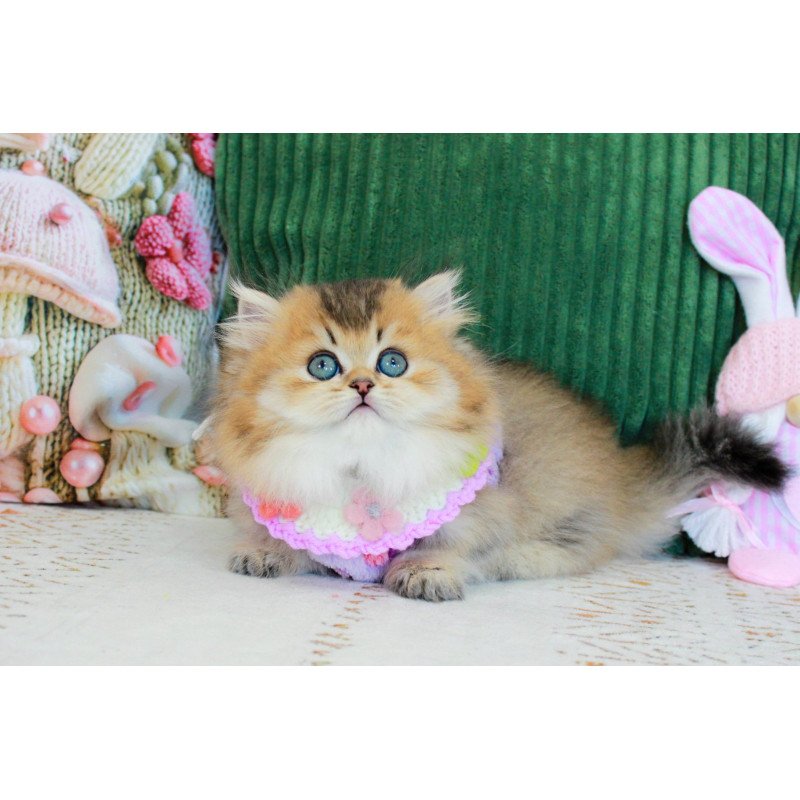 Munchkin EZ Kasper