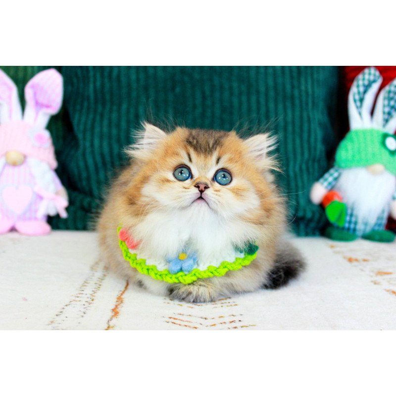 Munchkin EZ Kasper