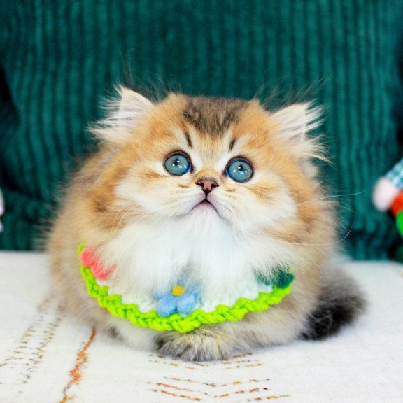 Munchkin EZ Kasper