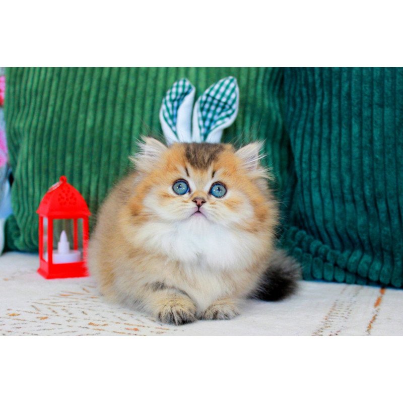 Munchkin EZ Kasper
