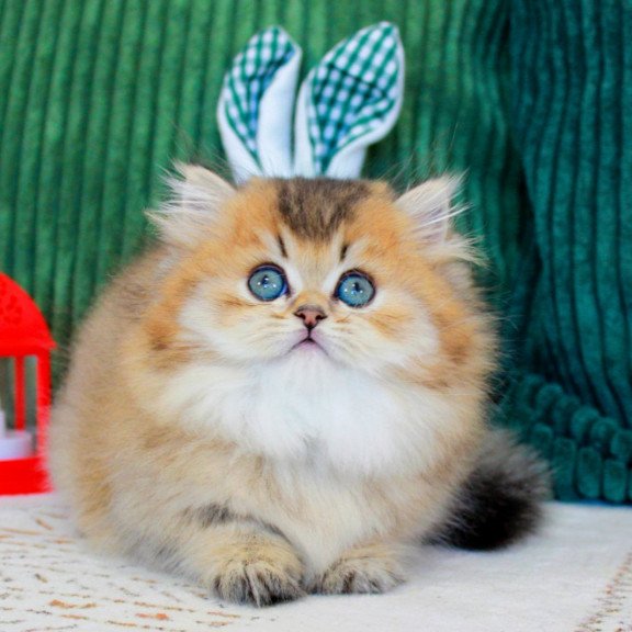 Munchkin EZ Kasper