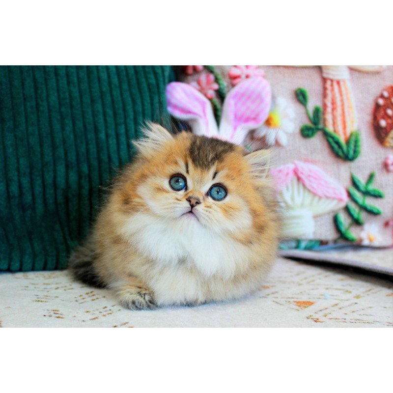 Munchkin EZ Kasper