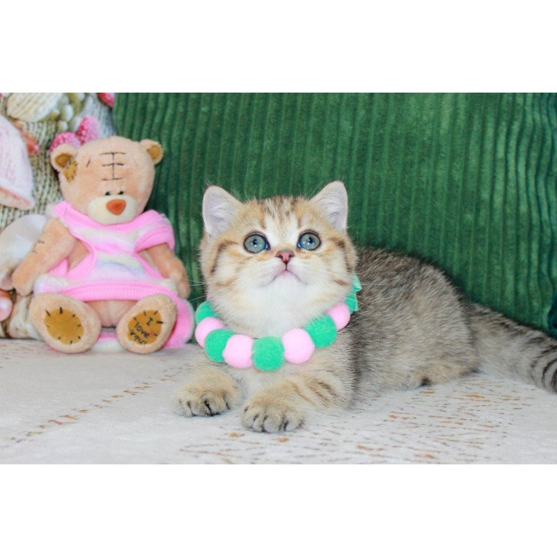 Munchkin EZ Kiara