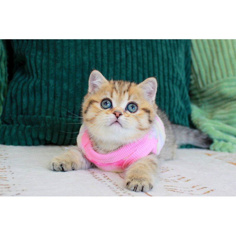 Munchkin EZ Kiara