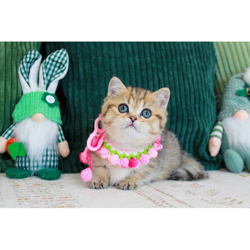 Munchkin EZ Kiara