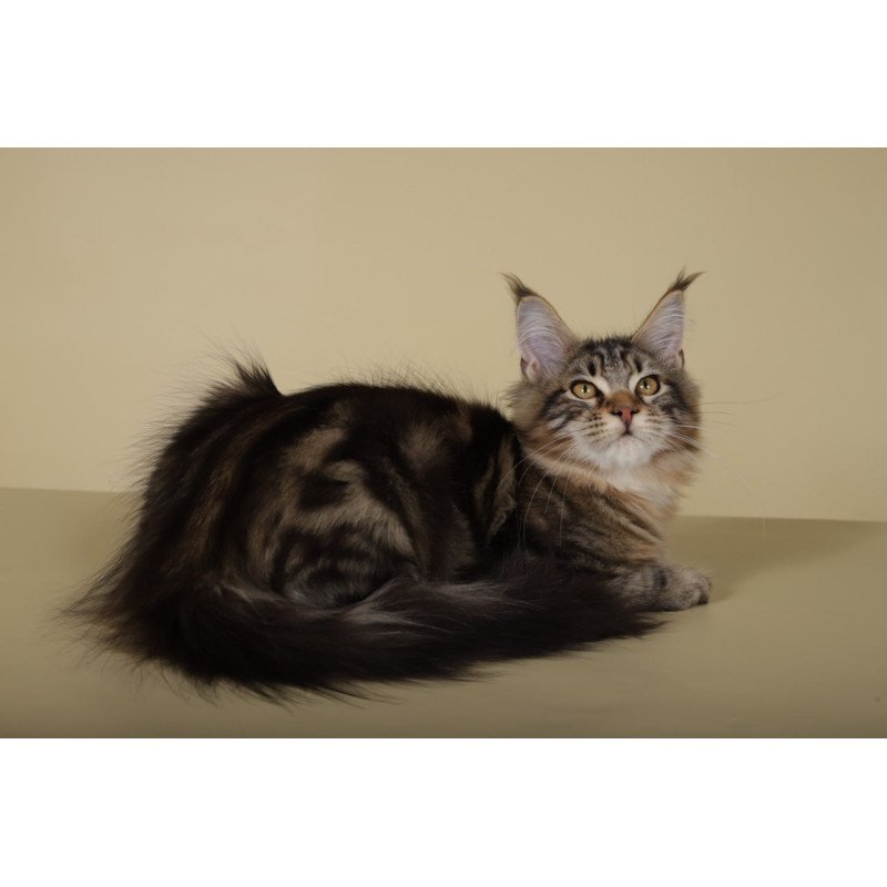 Maine Coon Gella