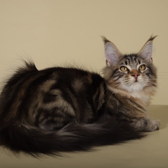 Maine Coon Gella