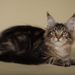 Maine Coon Gella
