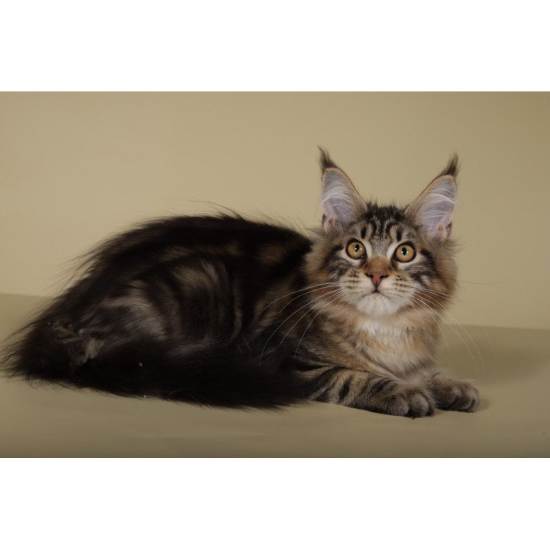 Maine Coon Gella
