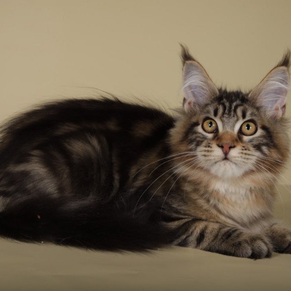 Maine Coon Gella