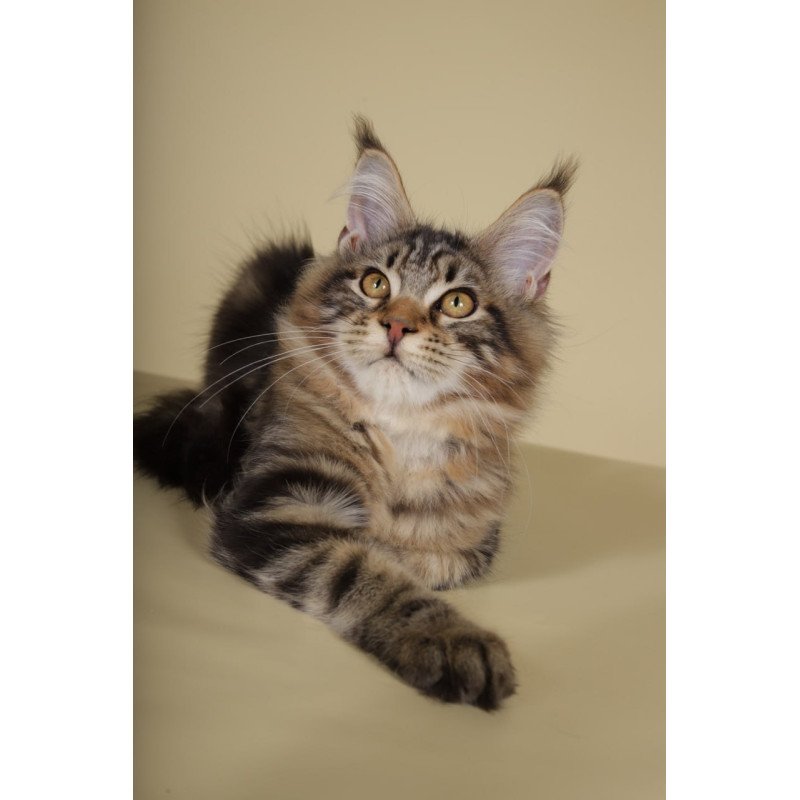 Maine Coon Gella