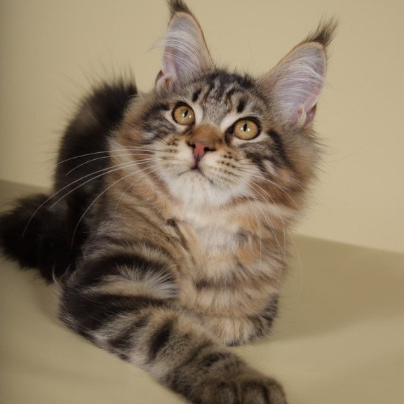 Maine Coon Gella