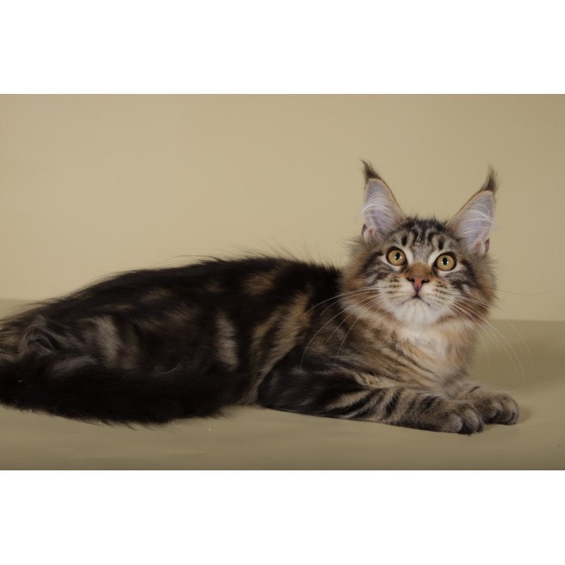 Maine Coon Gella