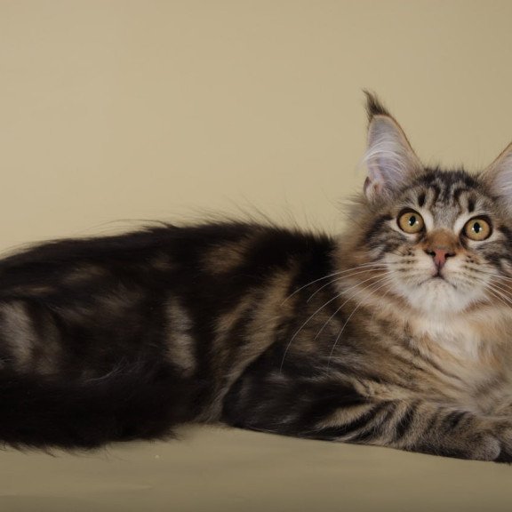 Maine Coon Gella