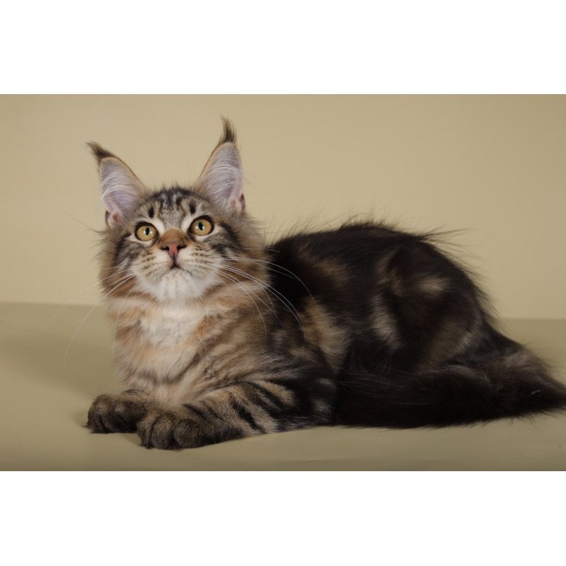 Maine Coon Gella