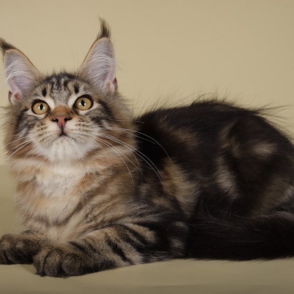 Maine Coon Gella