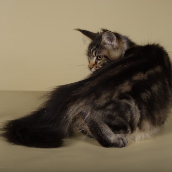 Maine Coon Gella