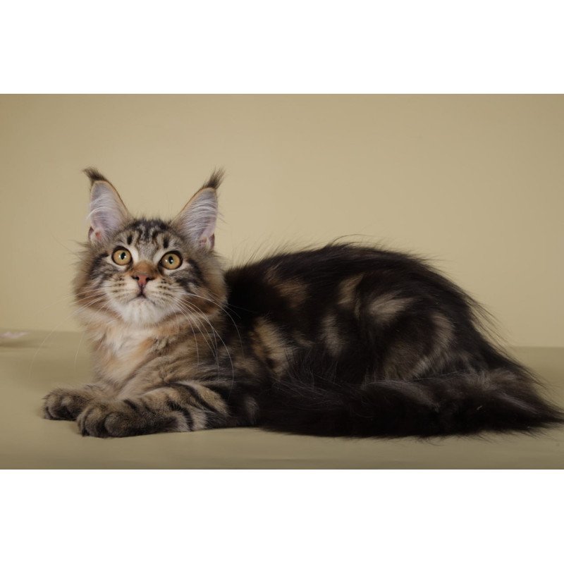 Maine Coon Gella