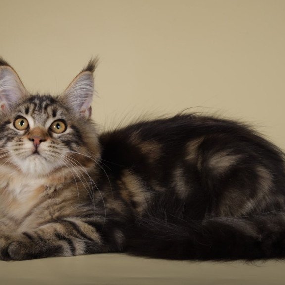 Maine Coon Gella