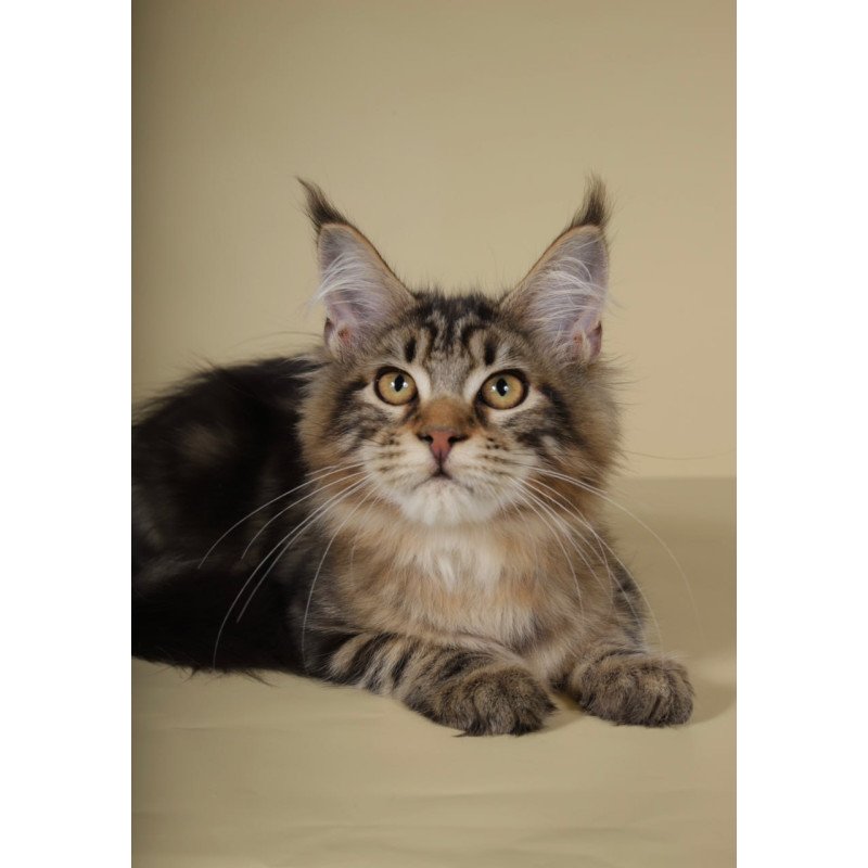 Maine Coon Gella