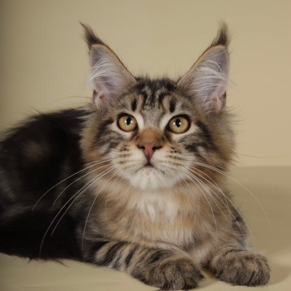 Maine Coon Gella