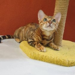 Bengal Brownie