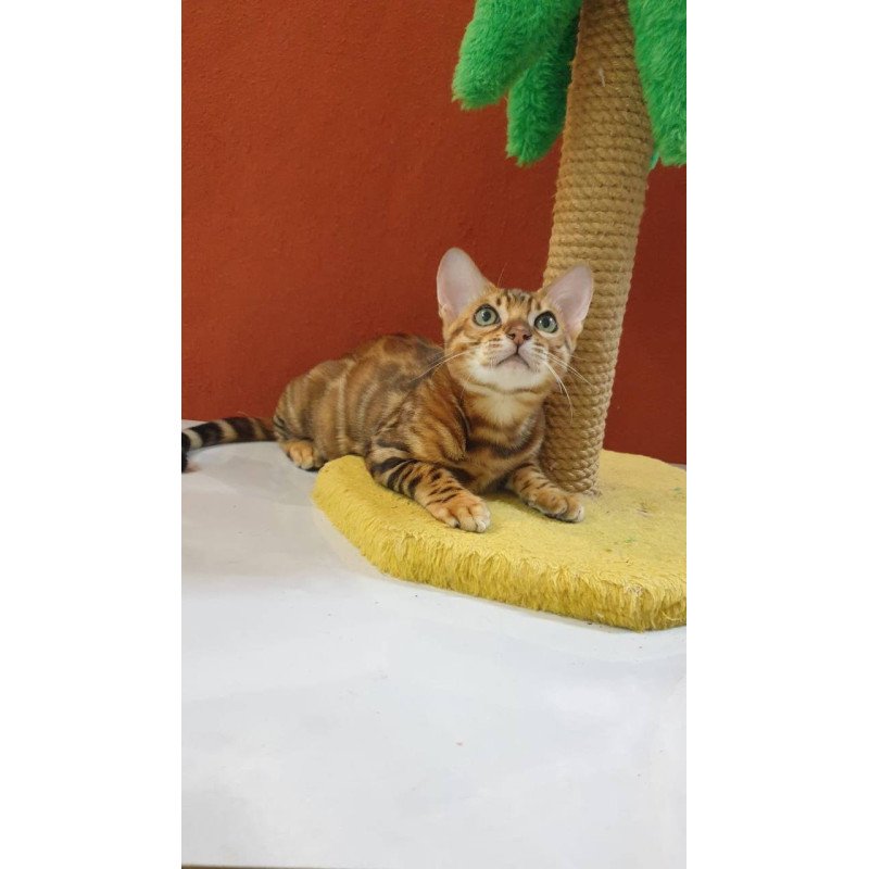Bengal Brownie