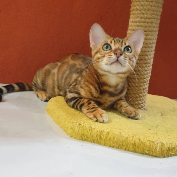 Bengal Brownie