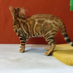 Bengal Brownie