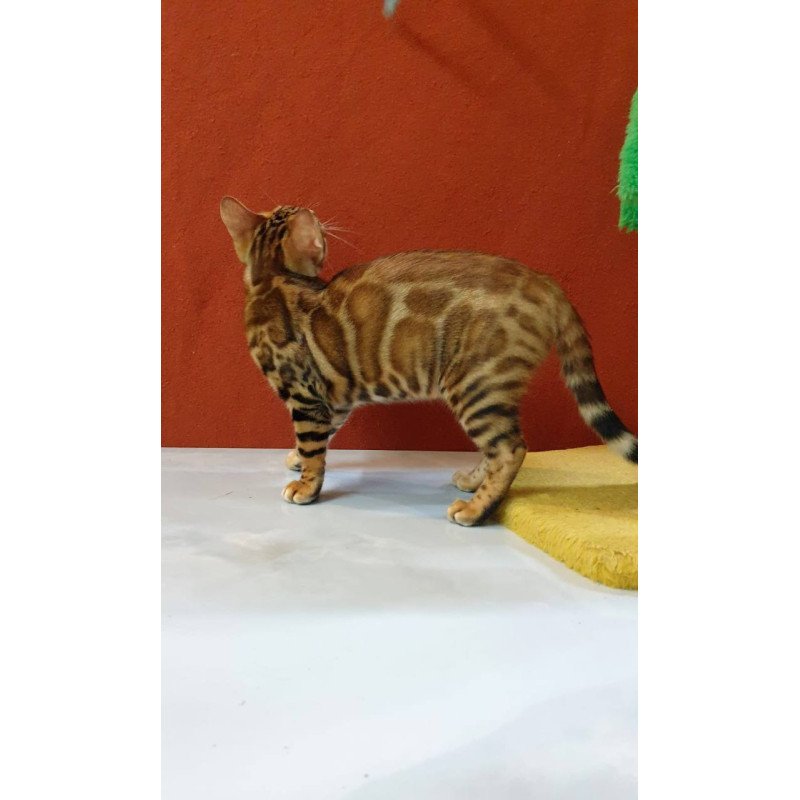 Bengal Brownie
